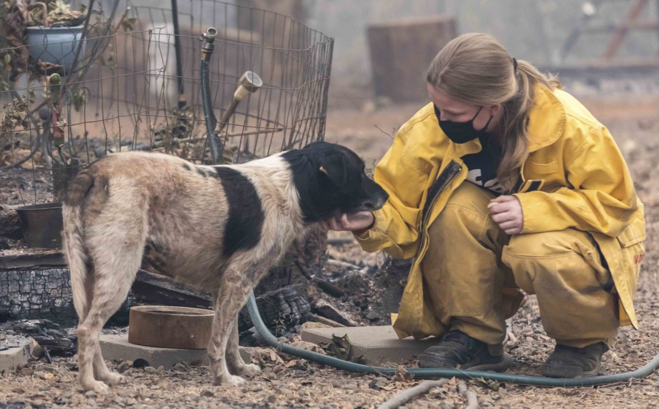 Can Pets Sense Natural Disasters Before They Happen?