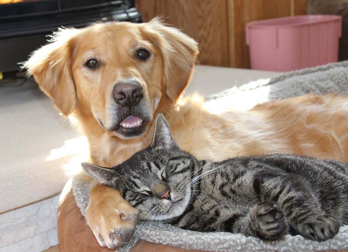 Can Dogs and Cats Really Be Friends?