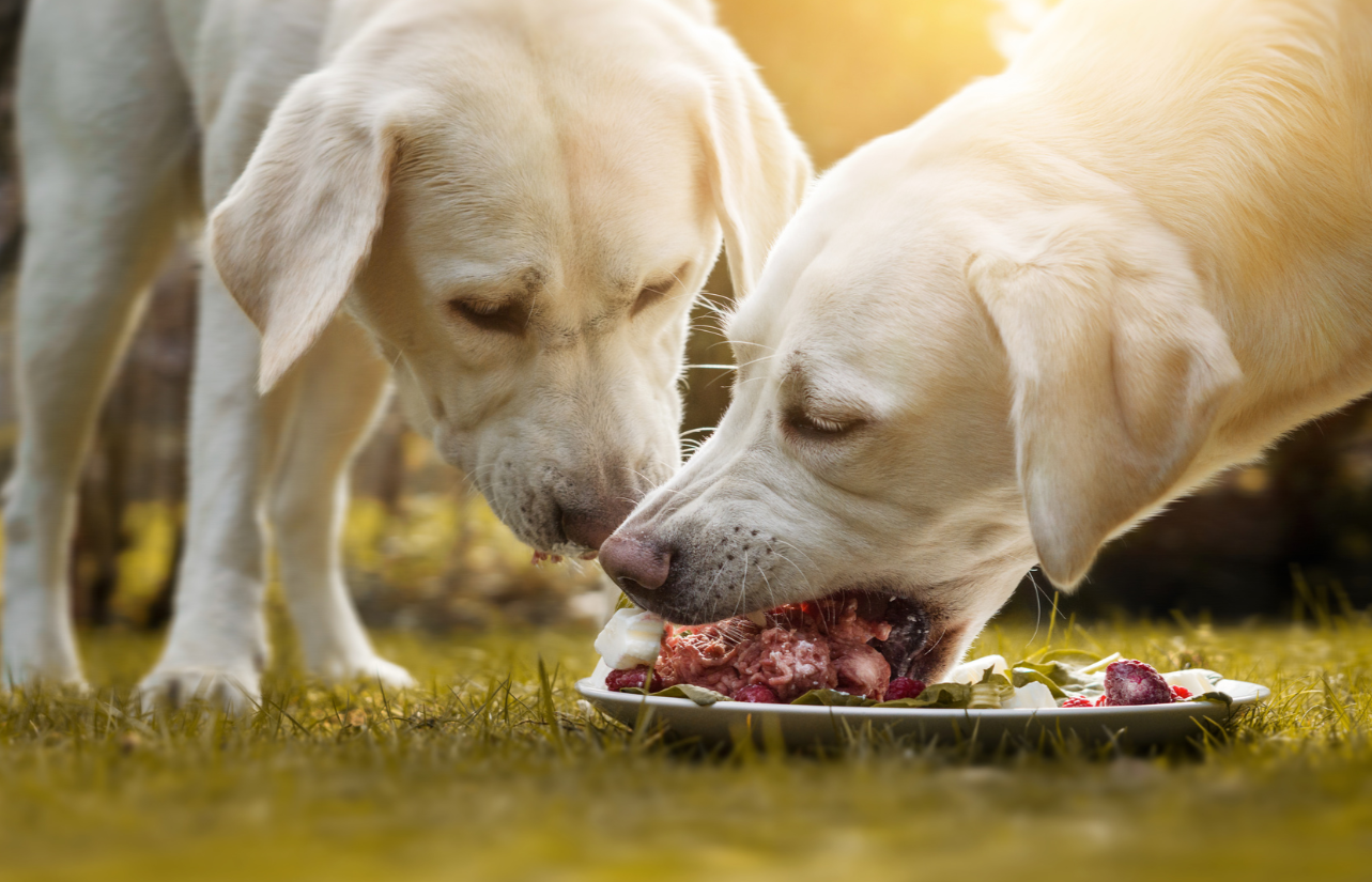 The Pros and Cons of Raw Diets for Dogs