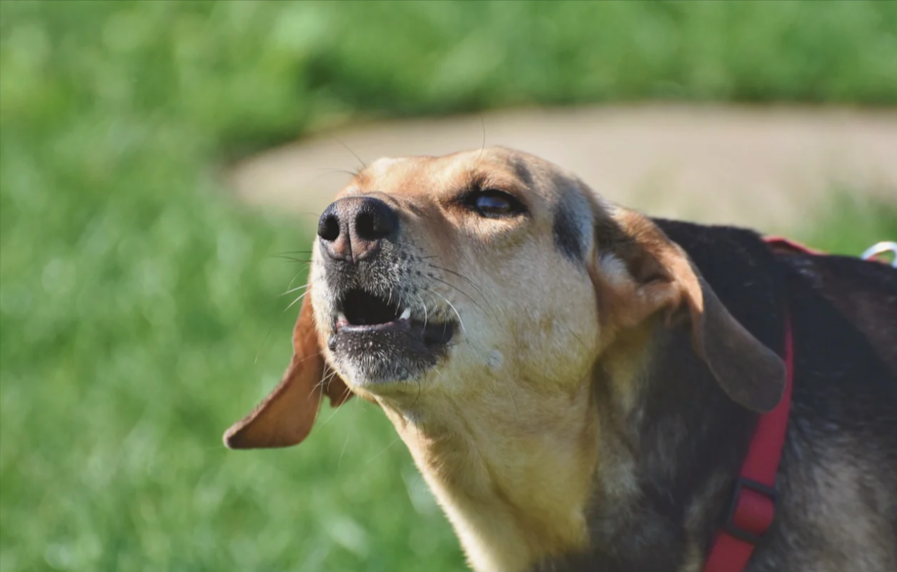 How to Stop Your Dog from Excessive Barking?