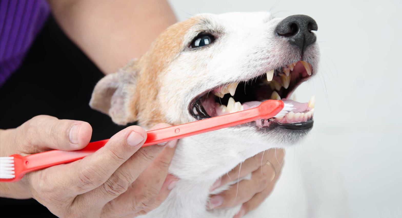 The Importance of Dental Care for Cats and Dogs